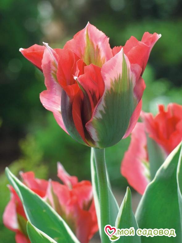 Тюльпан зеленоцветный Эсперанто