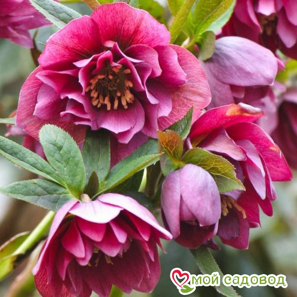 Морозник, комплект