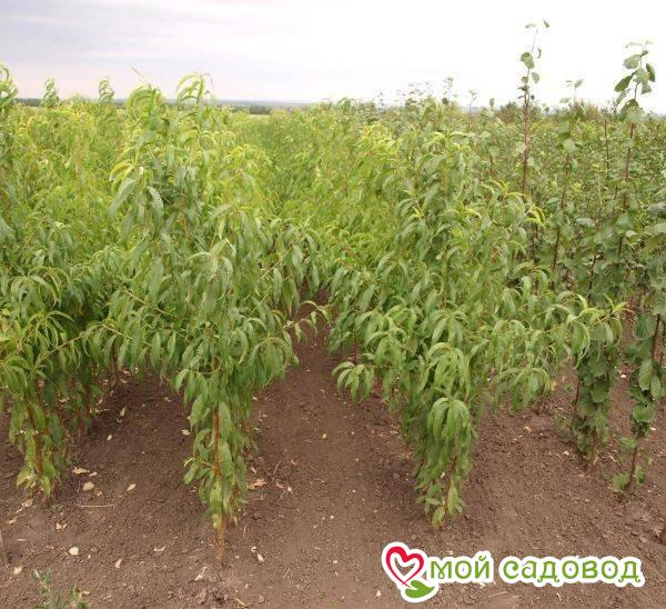 Персик Донат